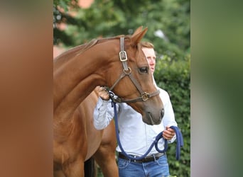 Thoroughbred, Mare, 8 years, 16 hh, Chestnut-Red