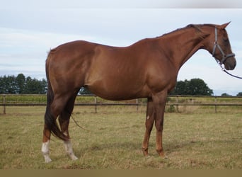 Thoroughbred, Mare, 8 years, 16 hh, Chestnut-Red