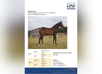 Thoroughbred, Mare, 8 years, 16 hh, Chestnut-Red