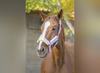 Thoroughbred, Mare, 8 years, 16 hh, Chestnut-Red