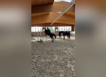 Thoroughbred, Mare, 8 years, 16,1 hh, Brown