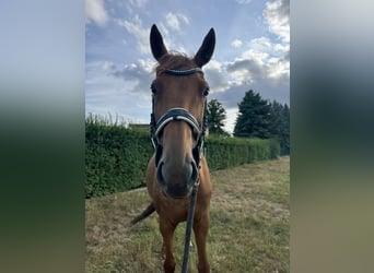 Thoroughbred, Mare, 8 years, 16,1 hh, Chestnut-Red