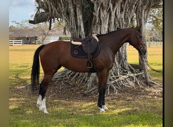 Thoroughbred, Mare, 8 years, 16,2 hh, Bay