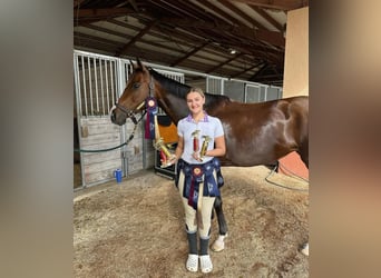 Thoroughbred, Mare, 8 years, 16,2 hh, Bay