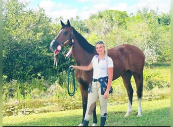 Thoroughbred, Mare, 8 years, 16,2 hh, Bay