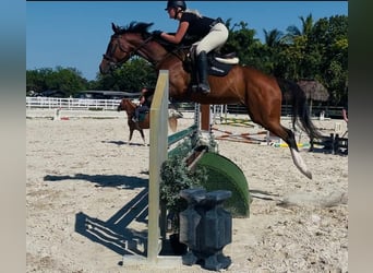 Thoroughbred, Mare, 8 years, 16,2 hh, Bay