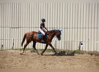 Thoroughbred, Mare, 8 years, 17 hh, Chestnut-Red