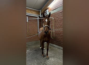 Thoroughbred, Mare, 8 years, Chestnut-Red