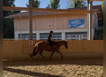Thoroughbred, Mare, 9 years, 15.1 hh, Chestnut-Red