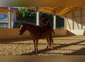 Thoroughbred, Mare, 9 years, 15.1 hh, Chestnut-Red