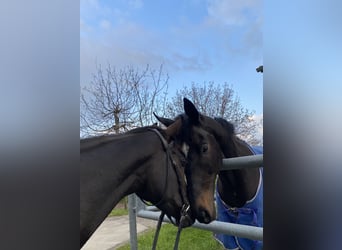 Thoroughbred, Mare, 9 years, 15,1 hh, Smoky-Black