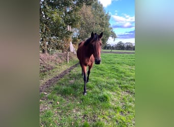 Thoroughbred, Mare, 9 years, 15.2 hh, Brown