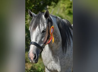 Thoroughbred, Mare, 9 years, 15.2 hh, Grey