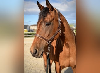 Thoroughbred, Mare, 9 years, 15.3 hh, Brown-Light