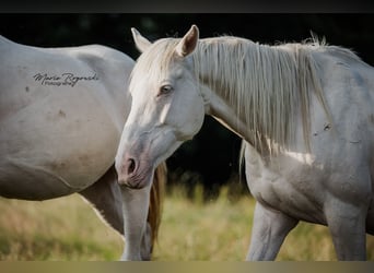 Thoroughbred, Mare, 9 years, 15 hh, Cremello