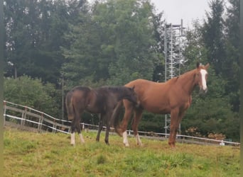 Thoroughbred, Mare, 9 years, 15,1 hh, Chestnut-Red