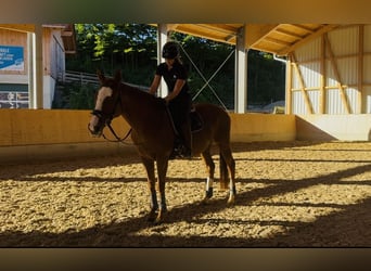 Thoroughbred, Mare, 9 years, 15,1 hh, Chestnut-Red