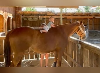Thoroughbred, Mare, 9 years, 15,1 hh, Chestnut-Red