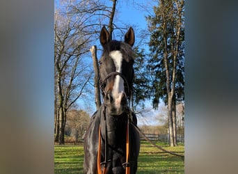 Thoroughbred, Mare, 9 years, 15,2 hh, Black