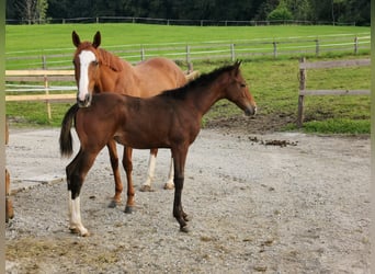 Thoroughbred, Mare, 9 years, 15,2 hh, Chestnut-Red