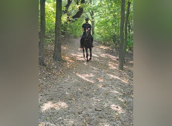 Thoroughbred, Mare, 9 years, 16,1 hh, Bay-Dark