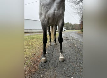 Thoroughbred, Mare, 9 years, 16.1 hh, Grey