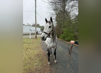 Thoroughbred, Mare, 9 years, 16.1 hh, Grey