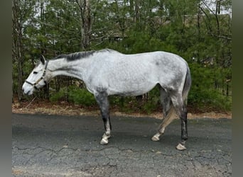 Thoroughbred, Mare, 9 years, 16.1 hh, Grey