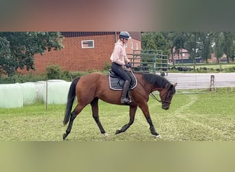 Thoroughbred, Mare, 9 years, 16.2 hh, Brown
