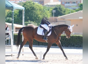 Thoroughbred, Mare, 9 years, 16 hh, Bay-Dark