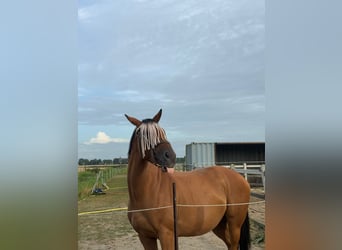Thoroughbred, Mare, 9 years, 16 hh, Brown