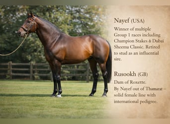 Thoroughbred, Mare, 9 years, 16 hh, Brown