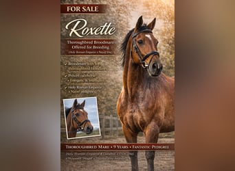 Thoroughbred, Mare, 9 years, 16 hh, Brown