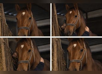 Thoroughbred, Mare, 9 years, 16 hh, Brown