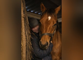 Thoroughbred, Mare, 9 years, 16 hh, Brown
