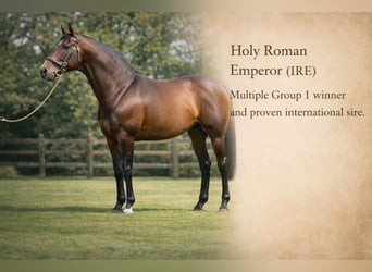 Thoroughbred, Mare, 9 years, 16 hh, Brown