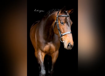 Thoroughbred, Mare, 9 years, 16 hh, Brown