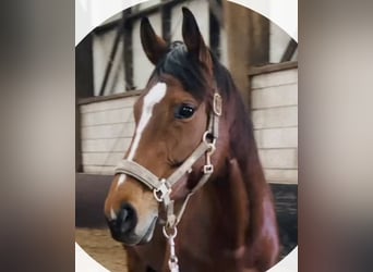 Thoroughbred, Mare, 9 years, 16 hh, Brown
