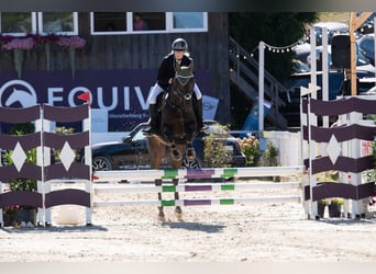 Thoroughbred, Mare, 9 years, 16 hh, Brown