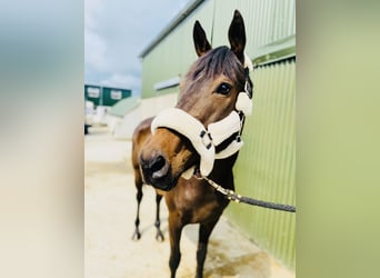 Thoroughbred, Mare, 9 years, 16 hh, Brown