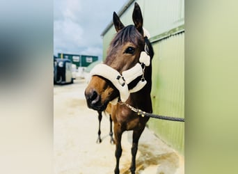 Thoroughbred, Mare, 9 years, 16 hh, Brown