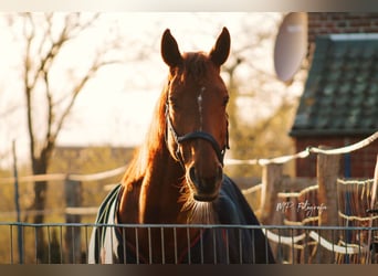 Thoroughbred, Mare, 9 years, 16 hh, Chestnut-Red