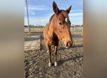 Thoroughbred, Mare, 9 years, 16 hh, Chestnut-Red