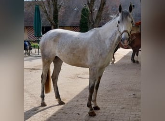 Thoroughbred, Mare, 9 years, 16 hh, Gray