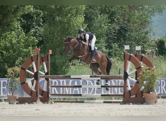 Thoroughbred, Mare, 9 years, 16,1 hh, Brown