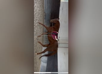 Thoroughbred, Mare, 9 years, 16,1 hh, Chestnut-Red