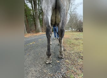 Thoroughbred, Mare, 9 years, 16,1 hh, Grey