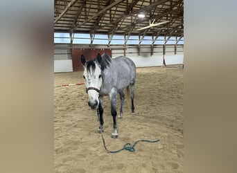 Thoroughbred, Mare, 9 years, 16,1 hh, Grey