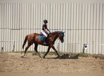 Thoroughbred, Mare, 9 years, 17 hh, Chestnut-Red