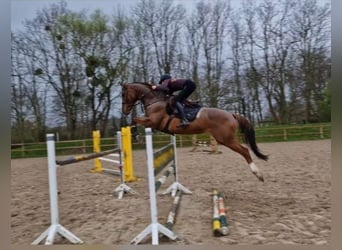 Thoroughbred, Mare, 9 years, 17 hh, Chestnut-Red